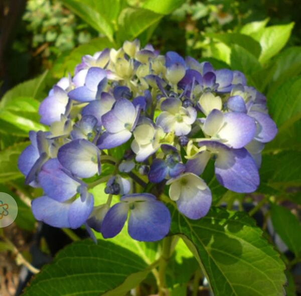 紫陽花 古代紫、抜き苗2本