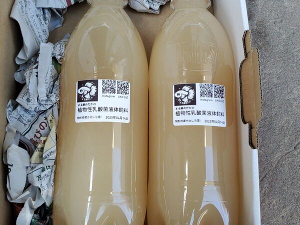 【まる康めだか】植物性乳酸菌液500ml×2本