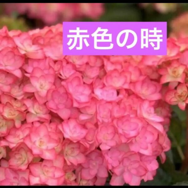 紫陽花 小苗 おまとめ購入すると値引きあります
