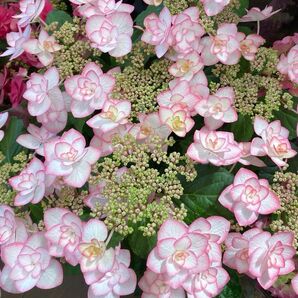紫陽花 ミニ苗 細いためふた株 本日のみ値下げします