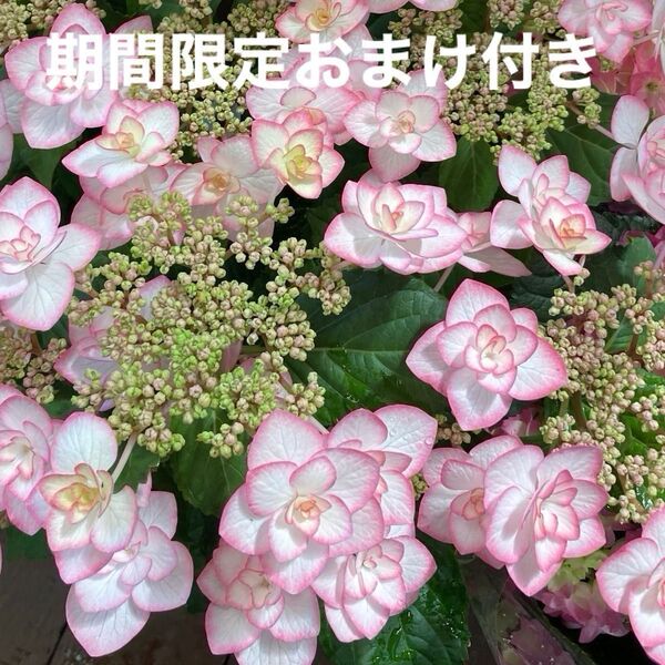 あじさいミニ株 セール品