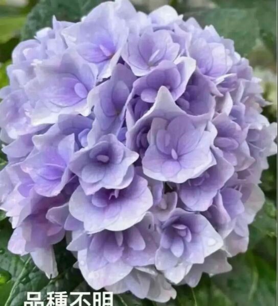 紫陽花 越冬苗蕾付き