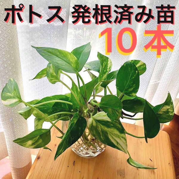 ポトス 発根済み苗 10本 観葉植物