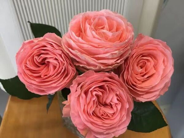 庭整理 断捨離 切花品種 挿木苗 薔薇 バラ苗