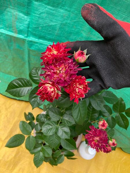 庭整理 断捨離 挿木苗 開花中