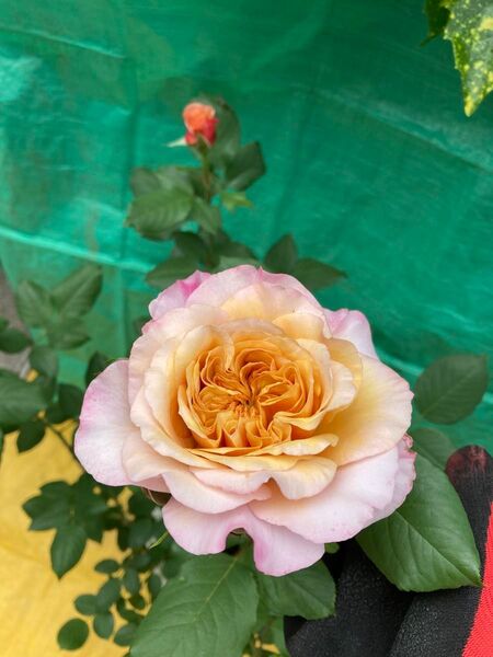 庭整理 断捨離 挿木苗 開花中 和バラ 薔薇 バラ苗