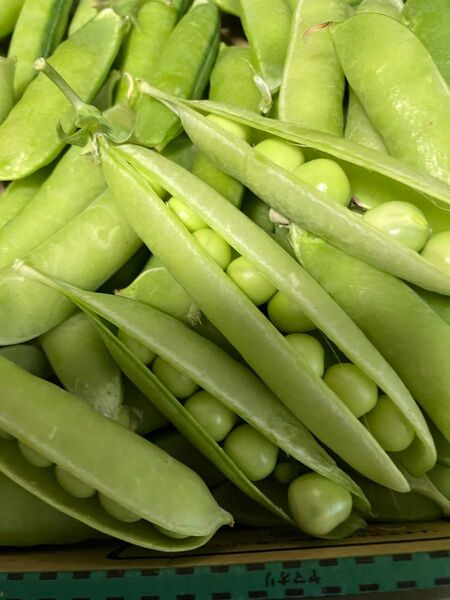 採れたて うすいえんどう豆 700g うすいえんどう