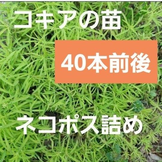 コキアの抜き苗 40本前後 ネコポス詰め