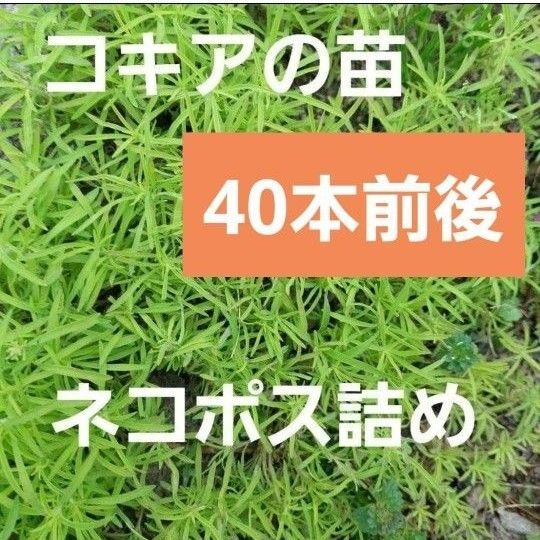 コキアの抜き苗 40本前後 ネコポス詰め