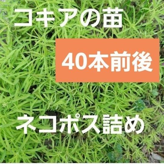 コキアの抜き苗 40本前後 ネコポス詰め