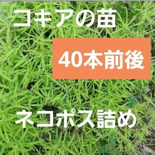 コキアの抜き苗 40本前後 ネコポス詰め