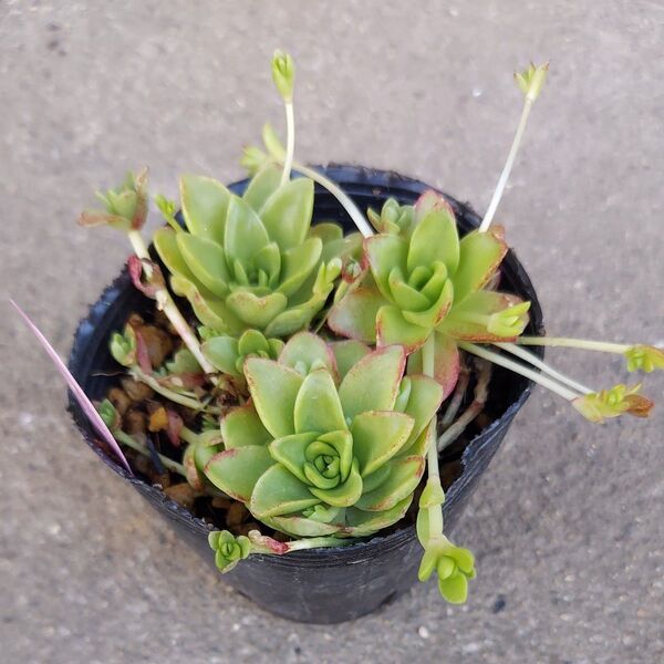 薄紅蓮華④ 抜き苗
