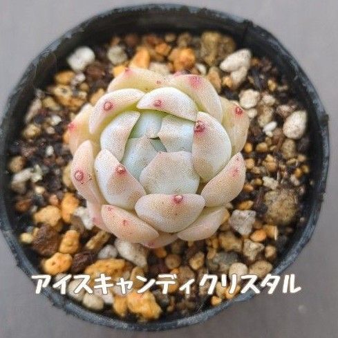 多肉植物 アイスキャンディクリスタル 抜き苗