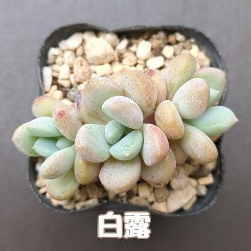 多肉植物 白露 抜き苗