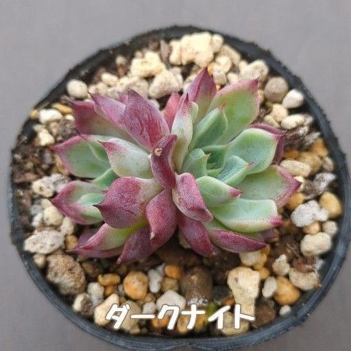多肉植物 ダークナイト 抜き苗