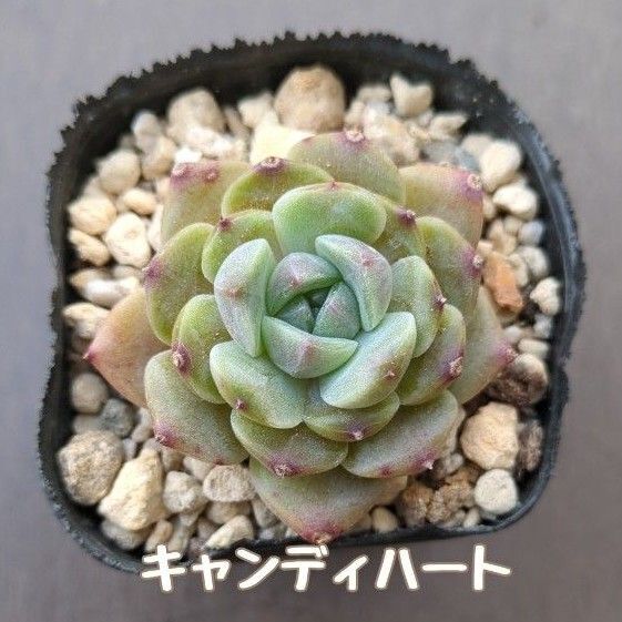 多肉植物 キャンディハート 抜き苗