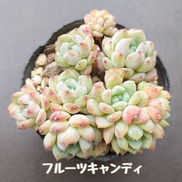 多肉植物 フルーツキャンディ 3苗 抜き苗