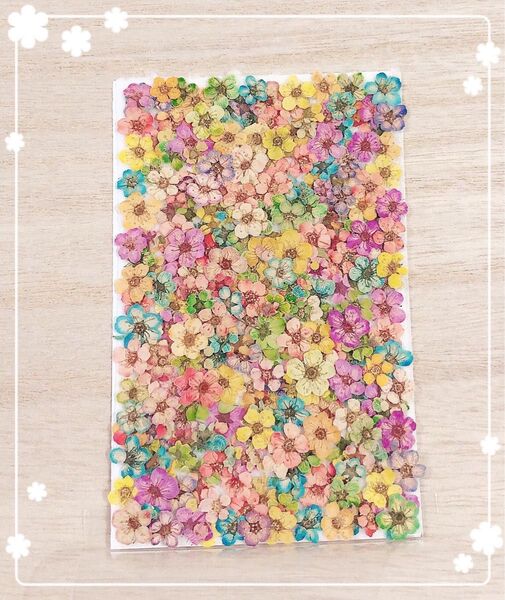 【押し花 素材】コデマリの押し花セット19