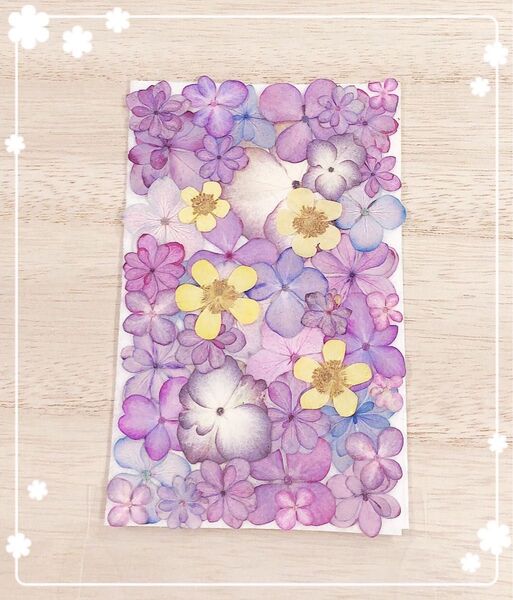 【押し花 素材】パープル系アジサイセット40