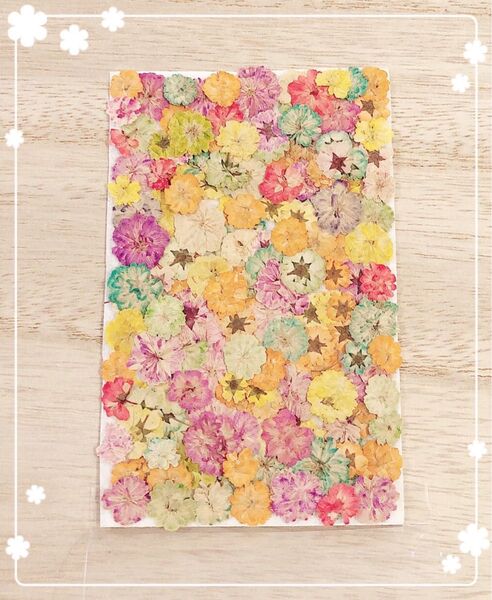 【押し花 素材】八重のコデマリ押し花セット12
