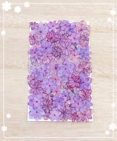 【押し花 素材】てまりてまりアジサイパープル②