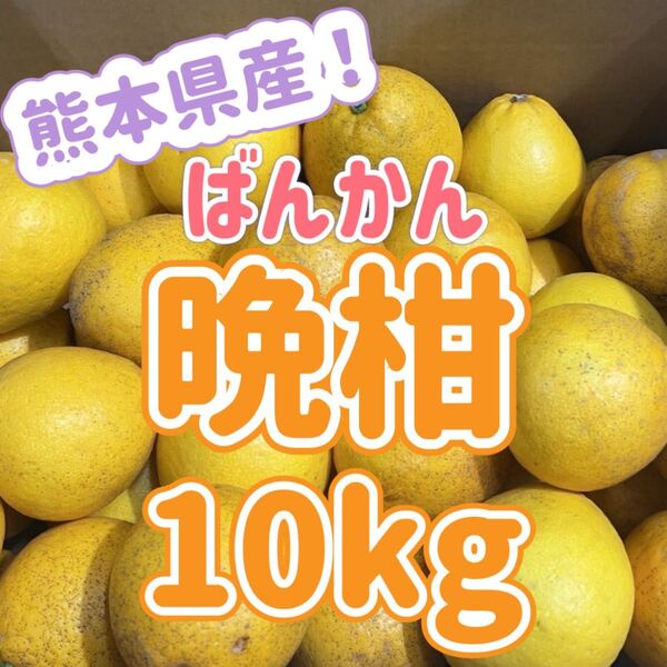 お得☆熊本県産◎晩柑!箱込み10kgサイズ指定なし家庭用(送料無料)