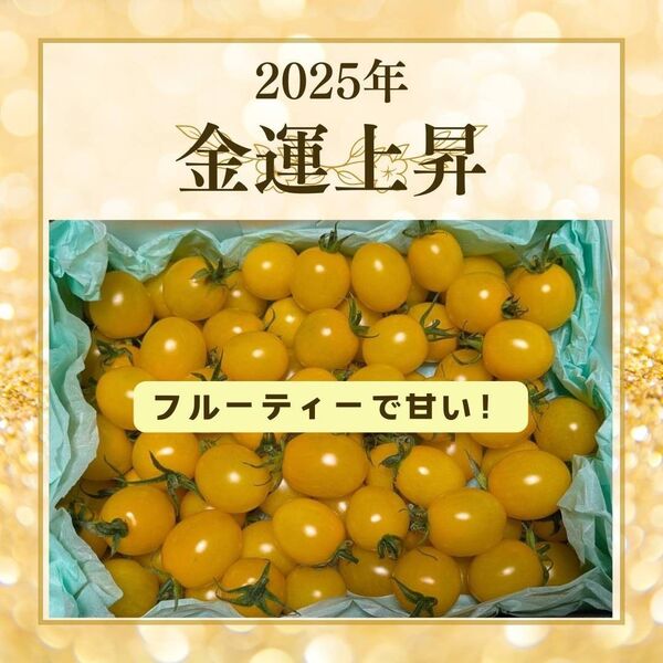 高糖度イエローミニトマト 1kg