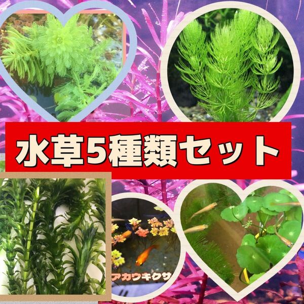 水草5種類セット アナカリス マツモ草 他 メダカ飼育に