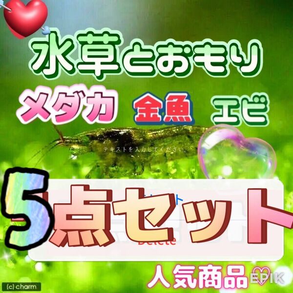 水草とおもりの5点セット アナカリス メダカ 金魚 エビの飼育に