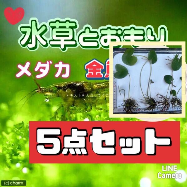 水草とおもりの5点セット ガガブタ アナカリス メダカ エビ
