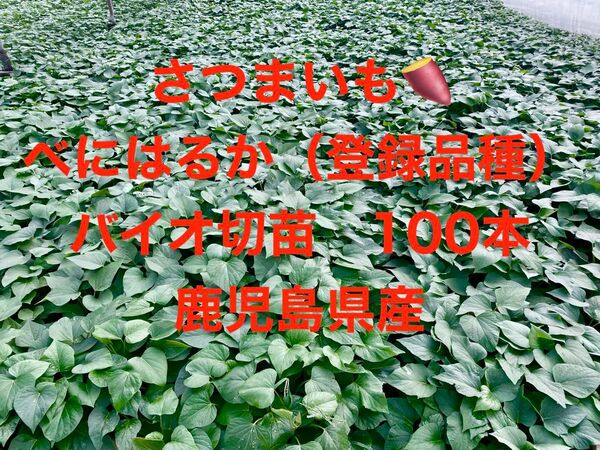 さつまいも べにはるか 登録品種 バイオ切苗 100本 鹿児島県産