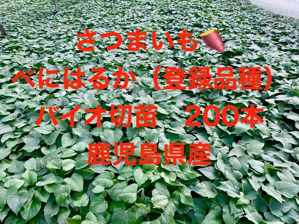 さつまいも べにはるか 登録品種 バイオ切苗 200本 鹿児島県産