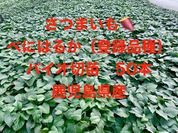 さつまいも べにはるか 登録品種 バイオ切苗 50本 鹿児島県産