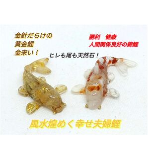 風水煌めく幸せ夫婦鯉! 黄金鯉 錦鯉 紅白 金運ゴールド 幸運よ来い!ラッキーよ来い! 父の日ギフト インテリア スピリチュアル