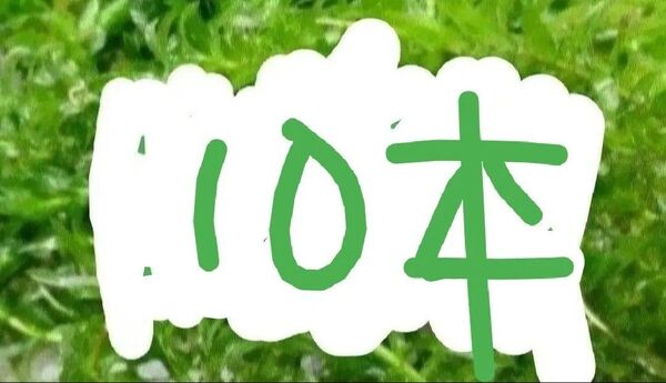 アナカリス 無農薬 水草 10本