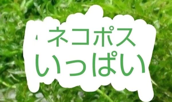 アナカリス 無農薬 水草 大量
