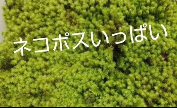 スナゴケ 苔 盆栽