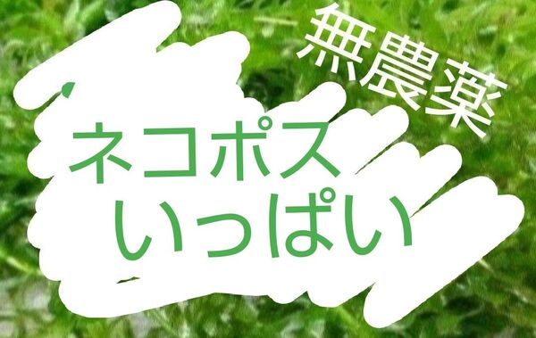 アナカリス 水草 無農薬 大量