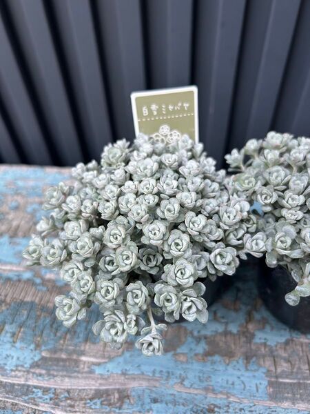 多肉植物 白雪ミセバヤ カット30パーツ セダム