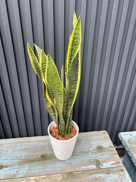 サンスベリア 白 観葉植物 サンセベリア おしゃれ
