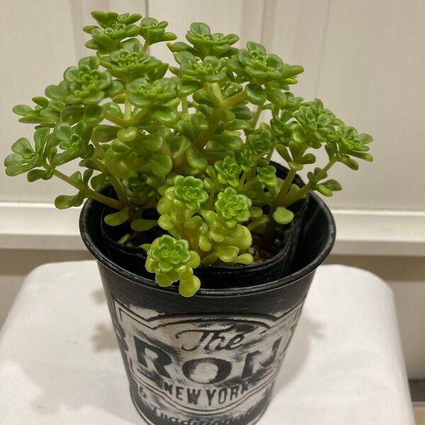 多肉植物 浜万年草 抜き苗