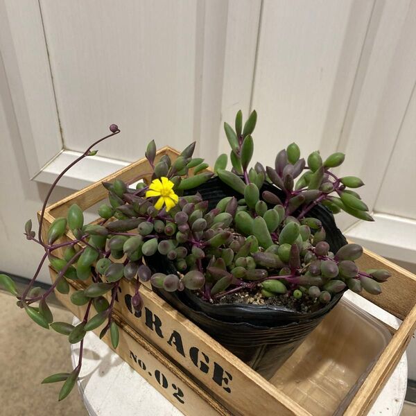 多肉植物 ルビーネックレス 抜き苗