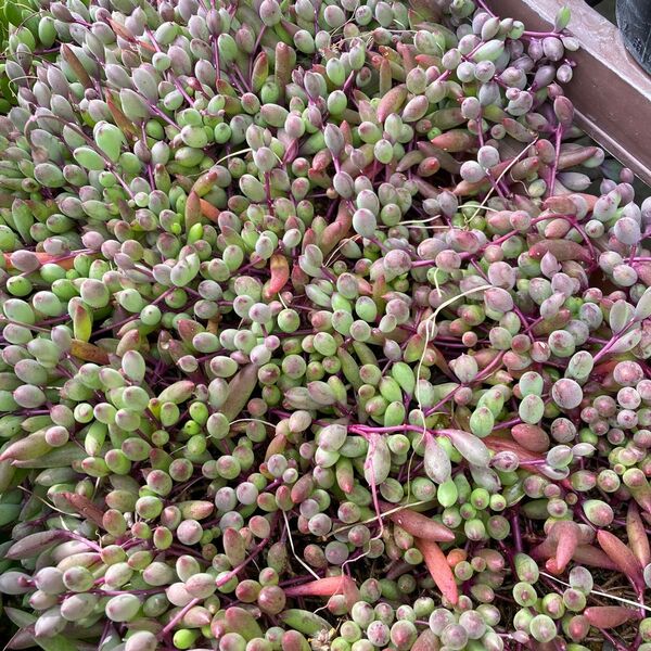 多肉植物 ルビーネックレス カット苗10本