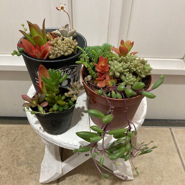 寄せ植えセット 多肉植物 抜き苗