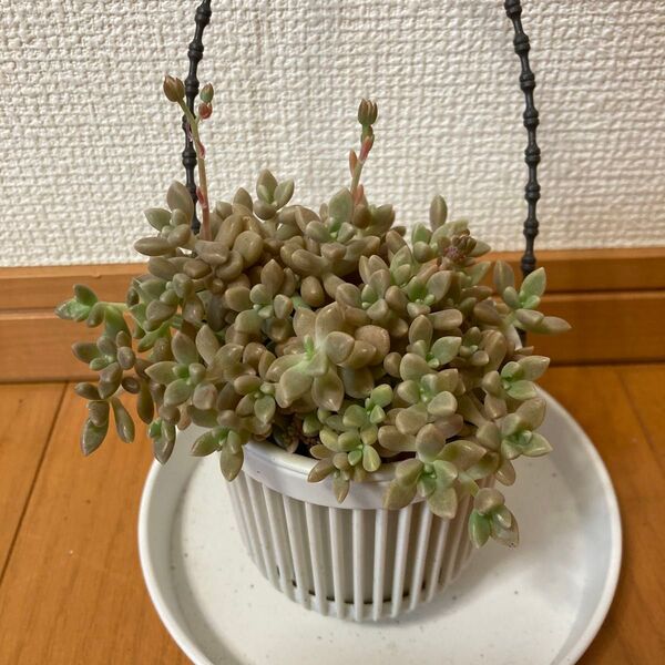 多肉植物 姫秀麗 抜き苗