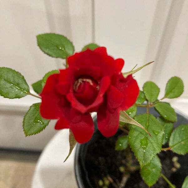 赤ミニ薔薇 花付き 抜き苗