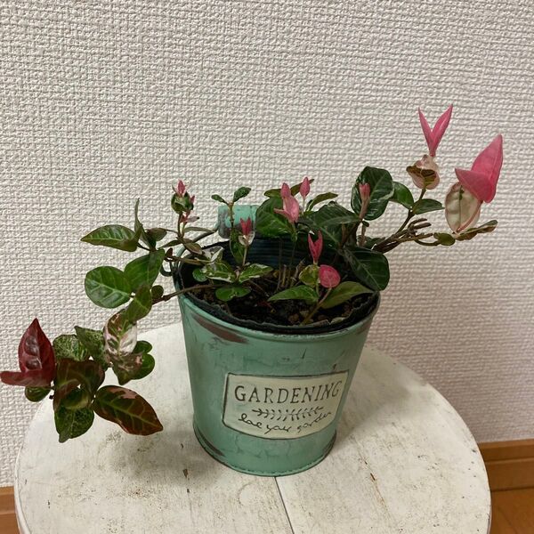 初雪カズラ 抜き苗 発根