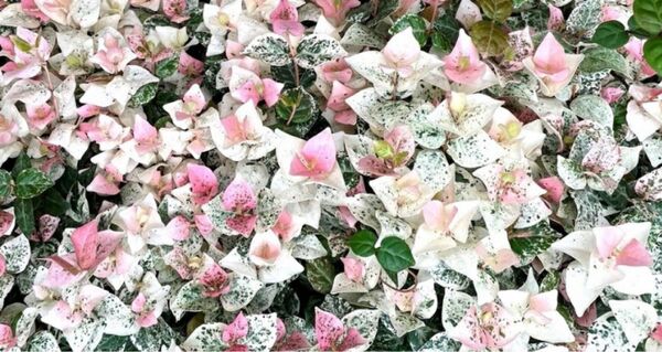 初雪カズラ 挿し穂 20本 挿し木用