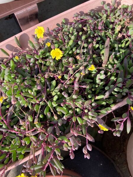 多肉植物 ルビーネックレス カット苗 10本
