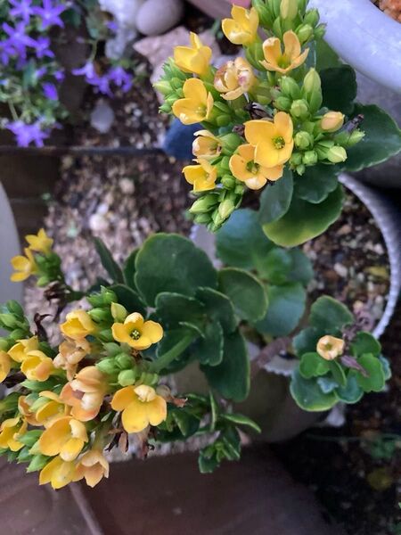 多肉植物 カランコエ 黄色 カット苗 5苗